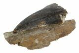 Tyrannosaur (Nanotyrannus) Tooth On Bone Fragement #91366-1
